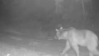 Çankırı ormanlarında yaban hayatı fotokapanlara yansıdı