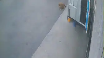 Afyonkarahisar'da vicdansız sürücü köpeğe çarpıp olay yerinden kaçtı