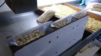 Fındık üreticisi tüccarı devreden çıkardı: Kendi ürününü işleyip kârını katlıyor