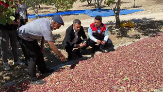 Denizli Güney'de Antep fıstığı bereketi: Karaağaçlı'da ilk hasat heyecanı yaşandı