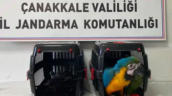1915 Çanakkale Köprüsü'nde egzotik kuş kaçakçılığına geçit verilmedi