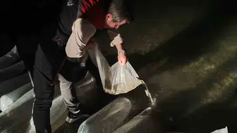 Erzurum'un iç sularında ekolojik dönüşüm: 340 bin sazan yavrusu doğaya bırakıldı