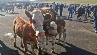 Bayburt'ta hayvancılıkta şap alarmı: Yetiştiricilere kritik biyogüvenlik çağrısı