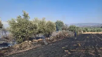 Hassa'da zeytinlikleri tehdit eden yangın büyümeden durduruldu