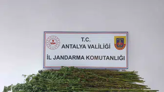 Serik'te jandarma operasyonu: Ev ve arazide kenevir baskını