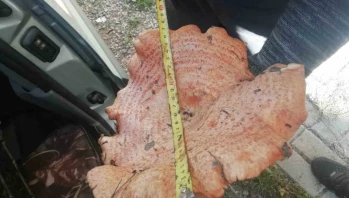 Kütahya’da Vatandaşın Bulduğu Dev Mantar Bölge Halkını Hayrete Düşürdü