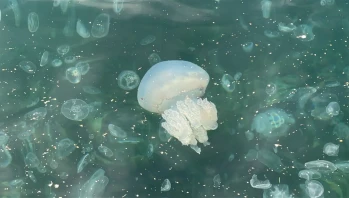 Üsküdar’da sahil beyaza büründü: Binlerce denizanası kıyıya vurdu