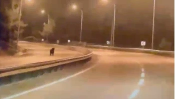 Bilecik’te Ayı Ana Yola İndi, O Anlar Kamerada