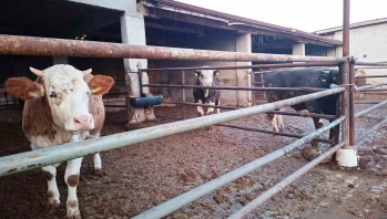 Hisarcık’ta şap karantinası yeniden yürürlüğe girdi: 25 köy ve ilçe merkezi kapatıldı