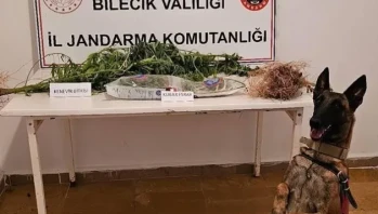 Bilecik’te Kenevir Operasyonu: Jandarmadan Uyuşturucuya Geçit Yok