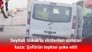 Mahalleli yasta: Minibüsün çarptığı 'Badem' kurtarılamadı