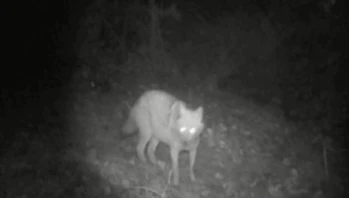 Fotokapan Bu Kez Kurt ve Çakalı Birlikte Yakaladı