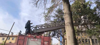 Ağacın tepesinde mahsur kalan kedi su fışkırtma yöntemiyle kurtarıldı