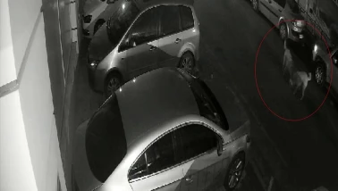 Eskişehir'de Sokak Köpekleri Kediyi Parçaladı!