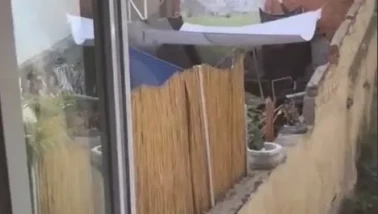 Köpeğe şiddet görüntülerine hızlı müdahale: Şüpheli gözaltına alındı