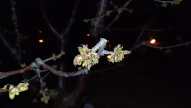 Eskişehir’de Zirai Don Alarmı! Gece Sıcaklıkları Sıfırın Altına Düşecek