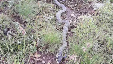 Yaylada Görülen Engerek Yılanı Görenleri Korkuttu