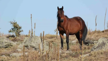 Kumalar Dağı’nda yılkı atları ve bulutların dansı büyüledi