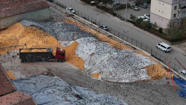 Eskişehir’de Tonlarca Hububat Güvercinler İçin Adeta Açık Büfe Oldu