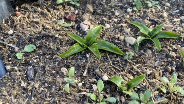 Nesli Tehlikedeki Salep Eskişehir’de Yeniden Üretiliyor