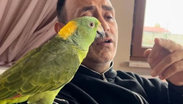 Papağan Memo Öldü mü Neden Öldü Son Dakika Gülen Papağan Memo Yaşıyor mu?