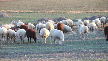 Koyunlar Kışı Kırda Geçiriyor: Eskişehir’de Otlatma Sürüyor