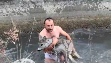 Gediz’de su kanalına düşen karaca üç kişilik çalışmayla kurtarıldı