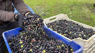 Zeytinde verim düştü, fiyat tepkisi yükseldi