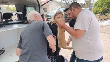 Yangından Etkilenen Hayvanlara Bilecik Belediyesi Sahip Çıktı