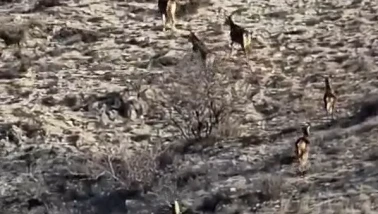 Eskişehir’de Kırsalda Görüntülenen 8 Geyik Hayran Bıraktı