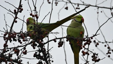 Şirintepe Mahallesi’nde Papağanlar Parkı Mesken Tuttu