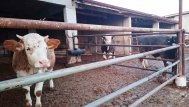 Domaniç’te Şap Hastalığı Karantinası Kaldırıldı