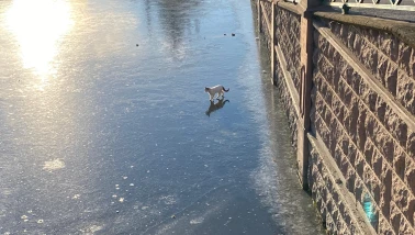 Porsuk Çayı Buz Tuttu, Yüzeyi Çöplerle Kaplandı