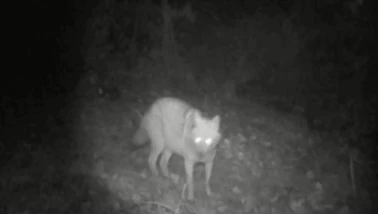 Fotokapan Bu Kez Kurt ve Çakalı Birlikte Yakaladı