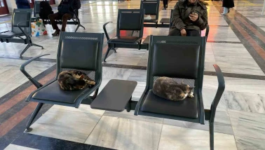 Soğuktan üşüyen sokak kedileri tren garında ısındı