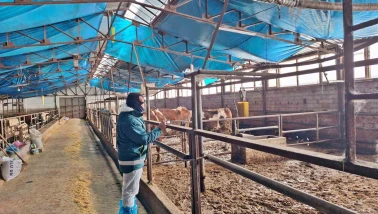 2026 Besilik Hayvan İthalatı İçin Tavşanlı’da Çalışmalar Başladı