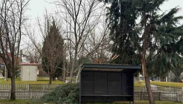 Tavşanlı’da şiddetli rüzgâr ağacı yıktı