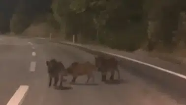 Andırın çevre yolunda gece yarısı beklenmedik misafirler: Domuz sürüsü trafiği kesti