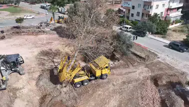Didim'de Kaykay Parkı inşaatında ağaç hassasiyeti: Yerleri değiştirildi