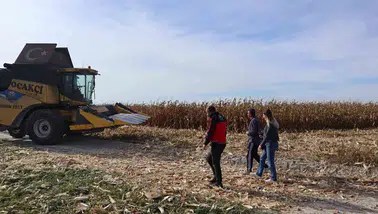 Karapınar'da mısır hasadında kayıpları önlemek için biçerdöver denetimi