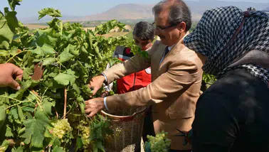 Salihli'de hasat coşkusu: Kaymakam Güldoğan bağda üzüm kesti