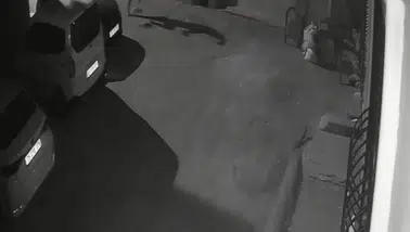 İzmir'de vicdansızlık kamerada: Sahibinden köpeğine sokak ortasında şiddet