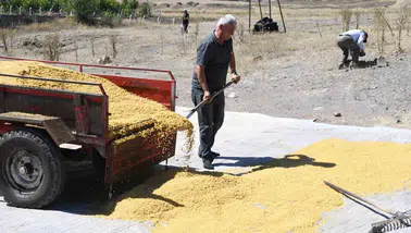 Yozgatlı çiftin 41 yıllık emeği: Odun ateşinde geleneksel bulgur üretimi
