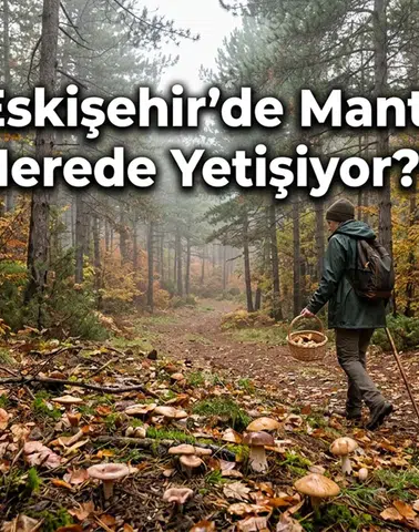 Eskişehir’de Mantar Nerede Yetişiyor? Ormana Gidecekler Dikkat