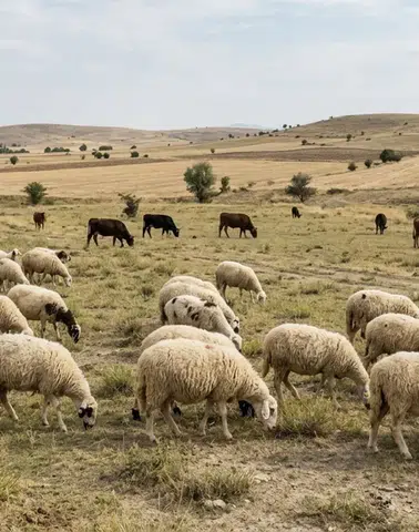 Eskişehir’de Hayvancılığın En Yoğun Olduğu İlçeler Hangileri?