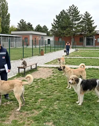 Eskişehir’de Sokak Hayvanları İçin Kaç Barınak ve Rehabilitasyon Merkezi Var?