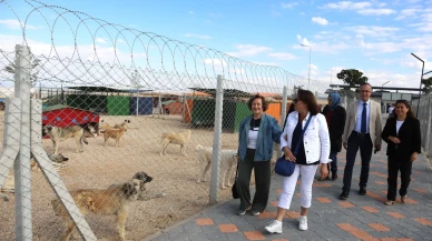 Kent Konseyi’nden Patili Dostlara 1 Ton Mama Desteği