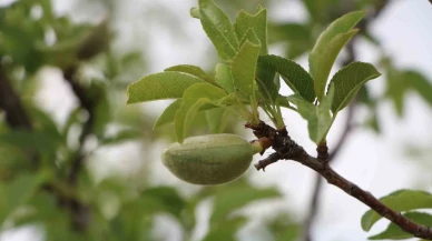 Eskişehir’de zirai dondan zarar gören çiftçilere milyonluk destek