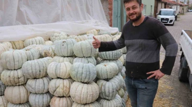 Ata tohumu ile üretilen Eskişehir’in Meşhur Balkabağında Hasat Zamanı Başladı