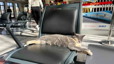 Sevimli Patili Misafir, Tren Garı Koltuğunda Güneş Keyfi Yaptı